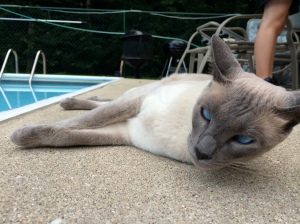 Malakeh Roo, lounging by the pool. 